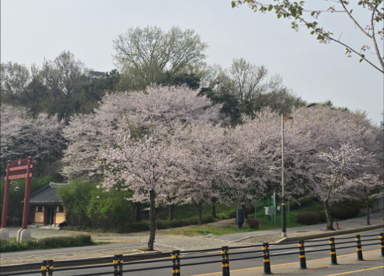 파주 벚꽃 사진 전경