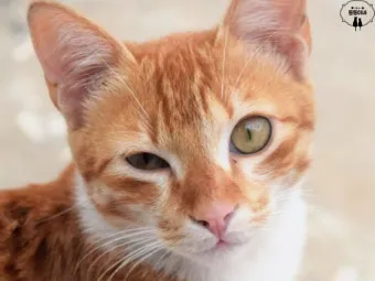 고양이 주요 눈 질환 7가지 증상 원인 치료법_4
