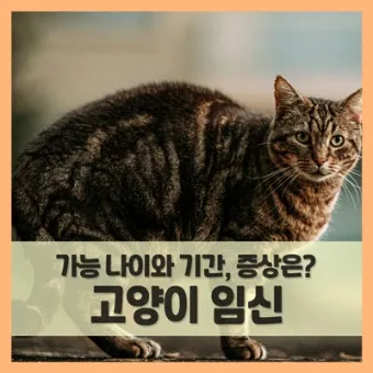 고양이 임신 기간 주기 가능나이 배모양_13