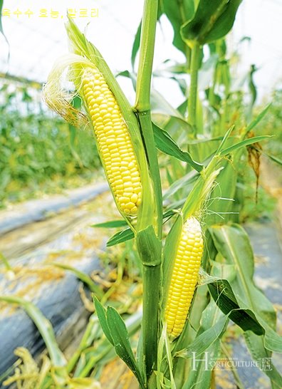 옥수수 효능