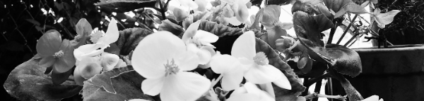 베고니아 키우기: 베고니아 물주기