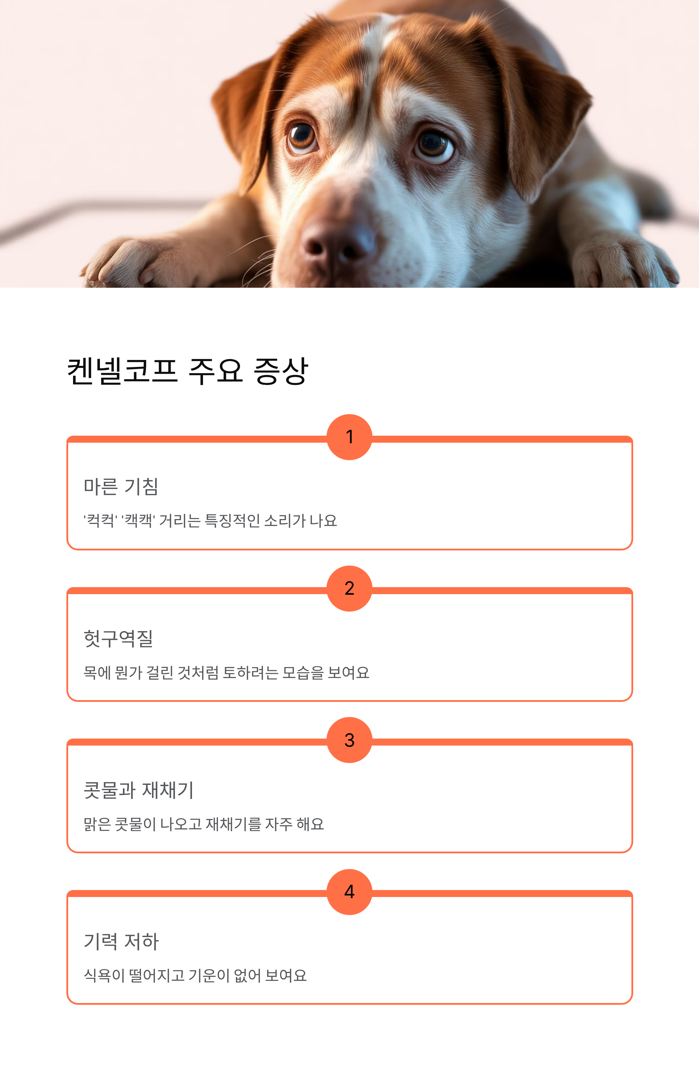 강아지 켄넬코프 증상과 치료 완벽 가이드 ❘ 우리 강아지 지키는 법