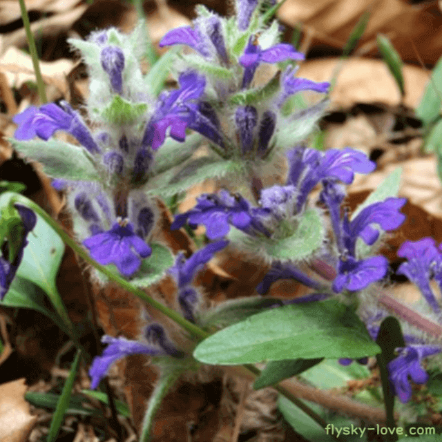 혈액순환에 좋은 조개나물