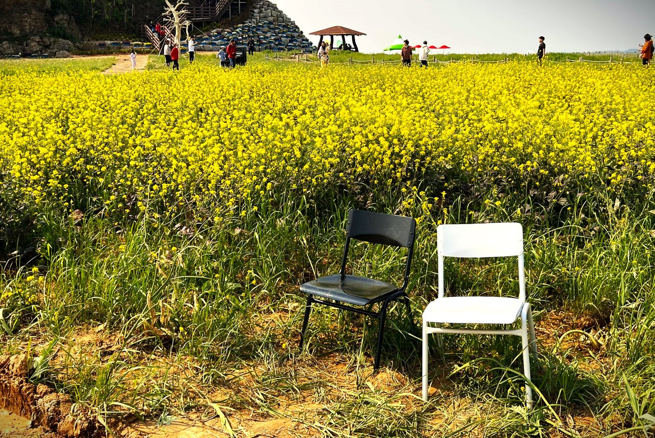 새만금 보리밭 축제