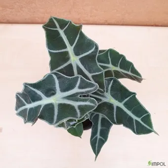 알로카시아 키우기 물주기 햇빛온도 관리 잎 크게 키우는 법_6