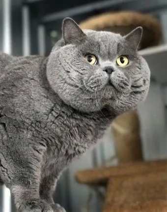 고양이 수명 평균 품종별 집고양이_2