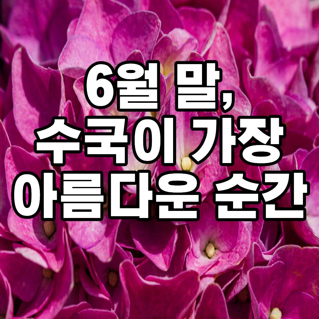 유구 수국축제 2026 일정 초대가수 박서진 금잔디 공연 유구색동수국정원 꽃축제