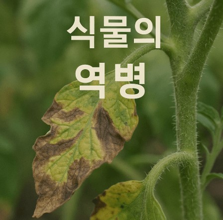 역병 – 비 내린 뒤 급속히 번지는 수분성 병해 사진