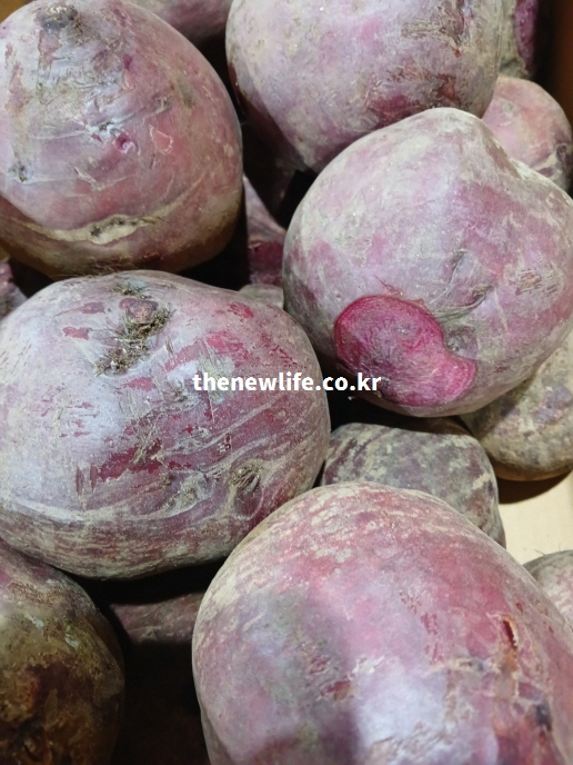 시장에 진열된 비트 뿌리 모습으로 장 건강과 배변 활동 개선에 도움 되는 비트 효능 관련 사진