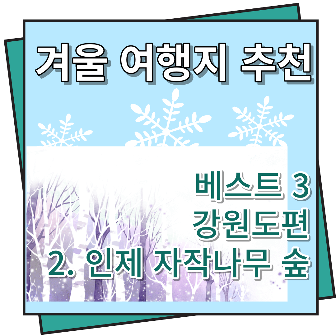 겨울 여행지 추천 인제 자작나무 숲