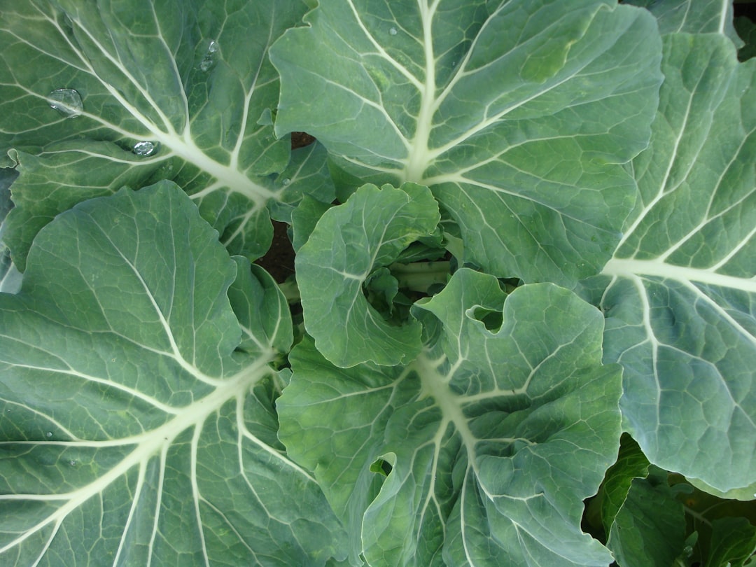 Cabbage