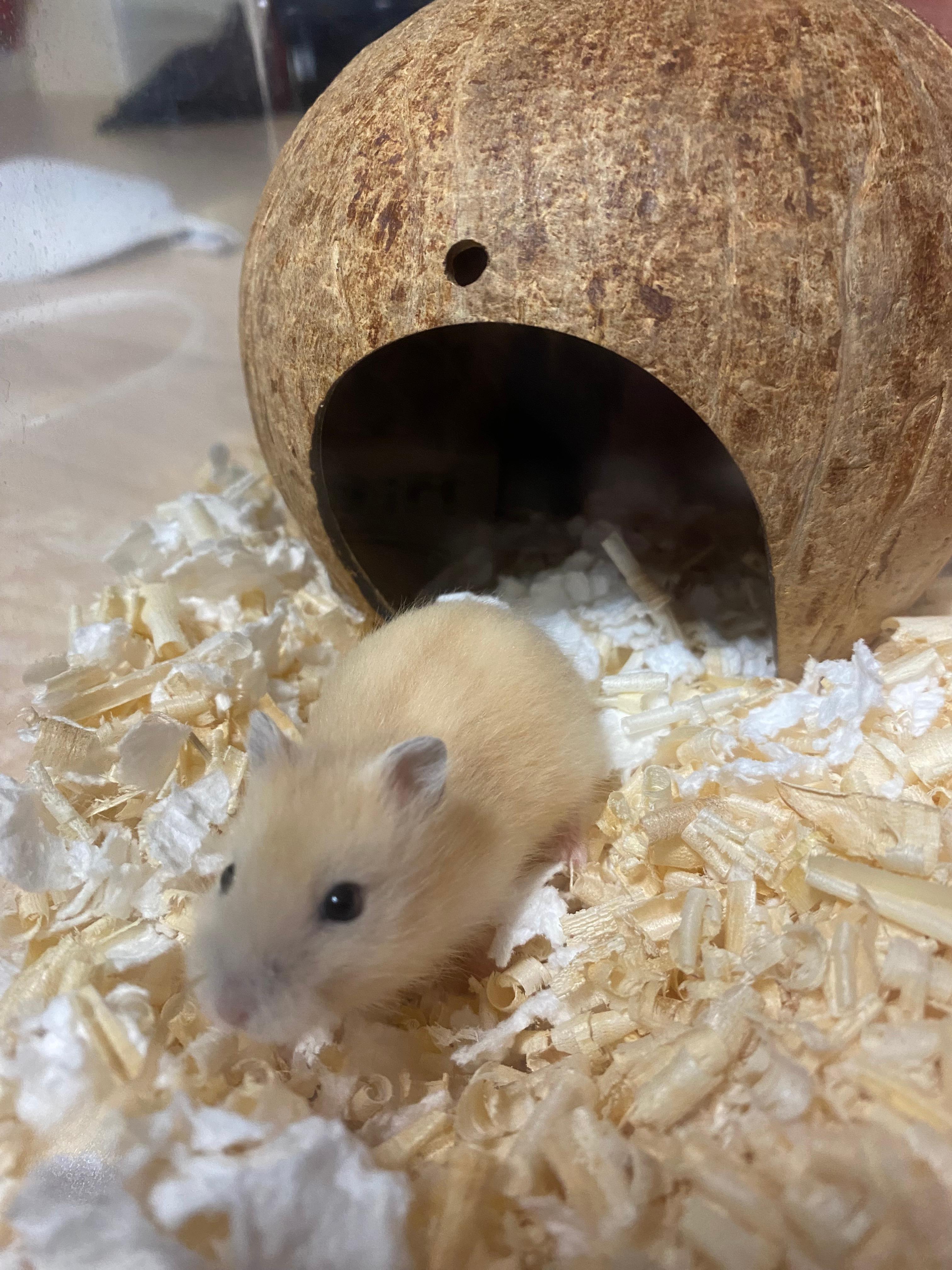 푸딩이 사진