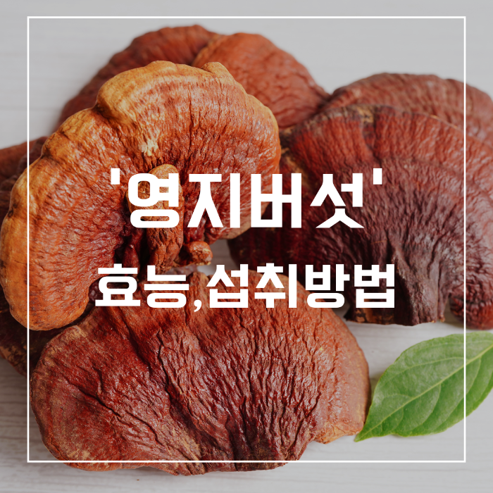영지버섯