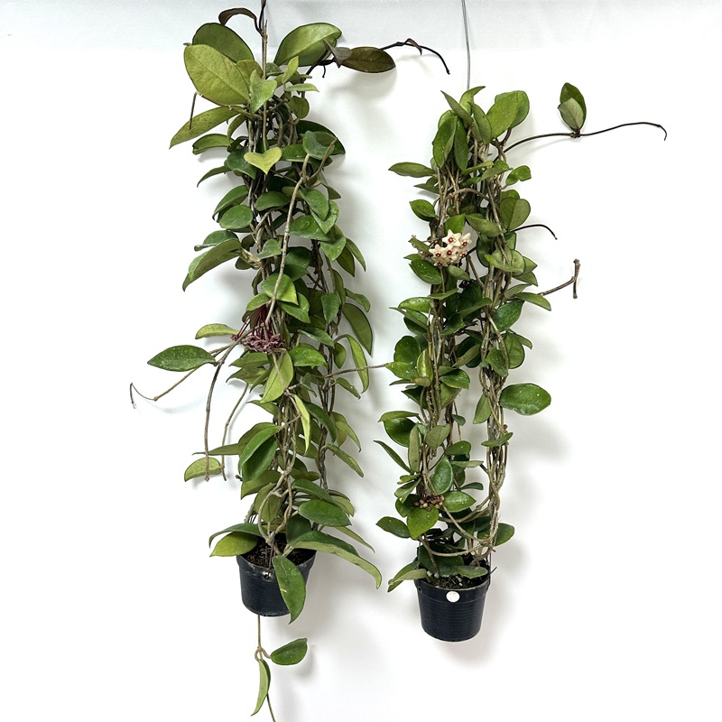 호야 키우기 수경재배 꽃피우기 물주기 꽃말