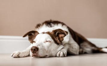 개의 녹내장 증상이나 원인, 걸리기 쉬운 견종.