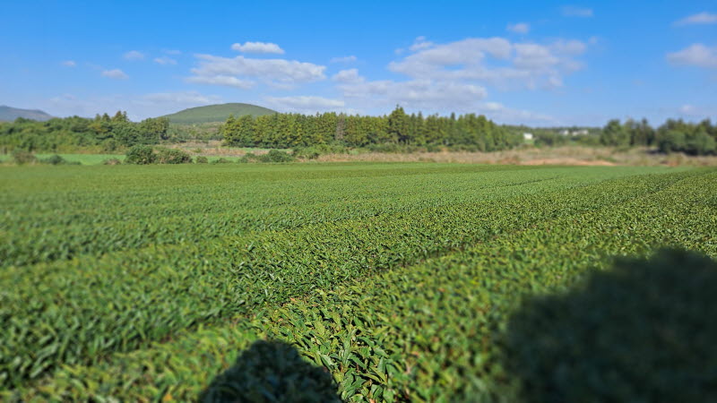 제주여행_성읍녹차마을
