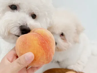 강아지 천도복숭아 먹어도 될까 안전한 급여 방법_12