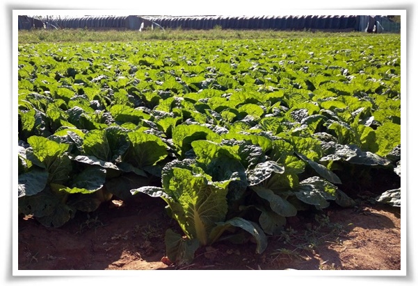 텃밭 "9월에 심기 좋은 작물" 풍성한 수확 기대해도 좋아요!