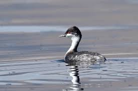 후닌 논병아리 번식 재진입 시점 결정과 환경 신호 해석 메커니즘