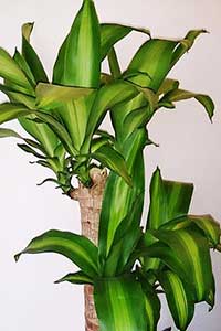 실내-공기-정화-식물-행운목