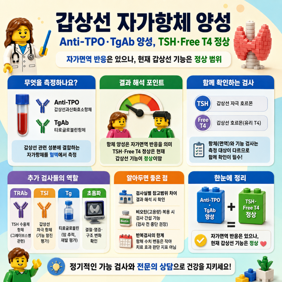 갑상선 자가항체(Anti-TPO·TgAb) 양성과 TSH·Free T4 정상 결과의 의미를 레고 스타일 메디컬 인포그래픽으로 설명한 이미지