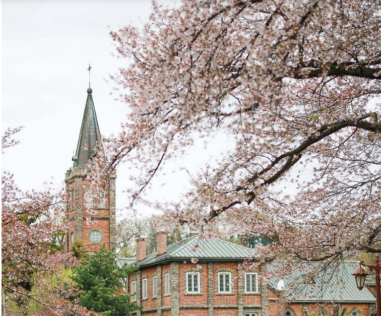 2025 벚꽃 만개시기