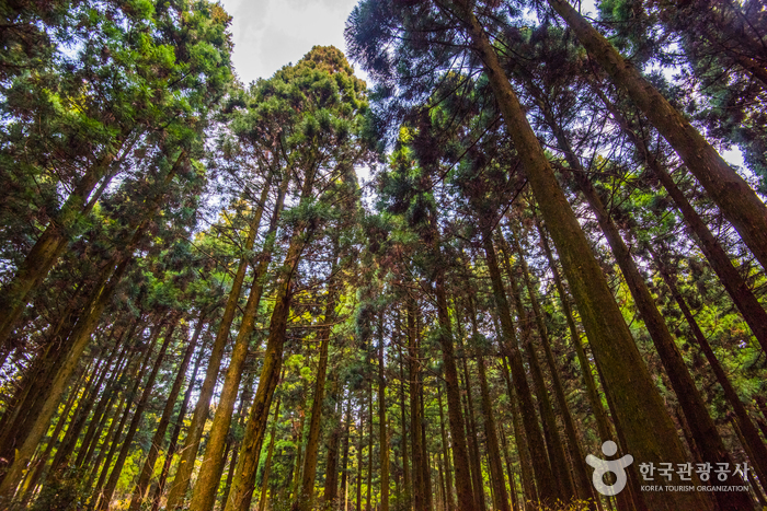 사려니숲 / 사진출처=한국관광공사