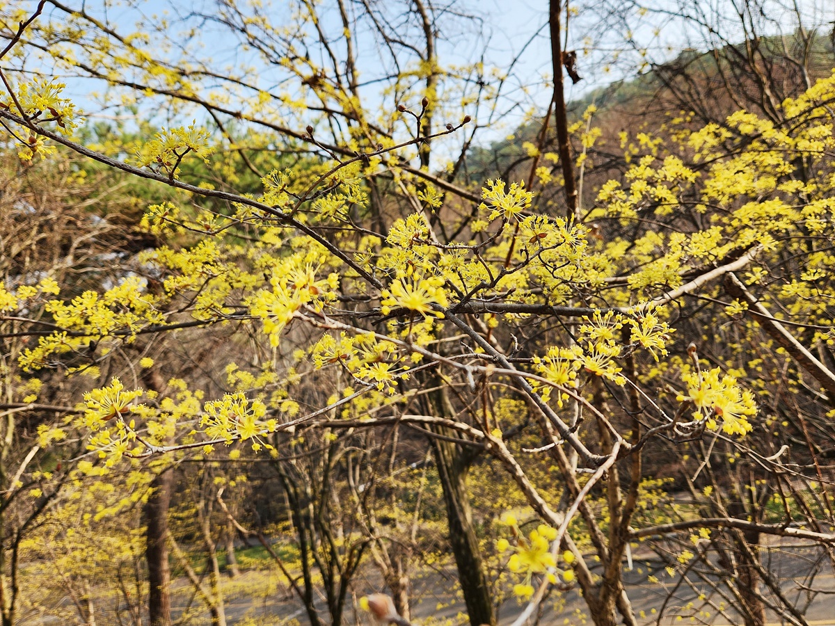 산수유