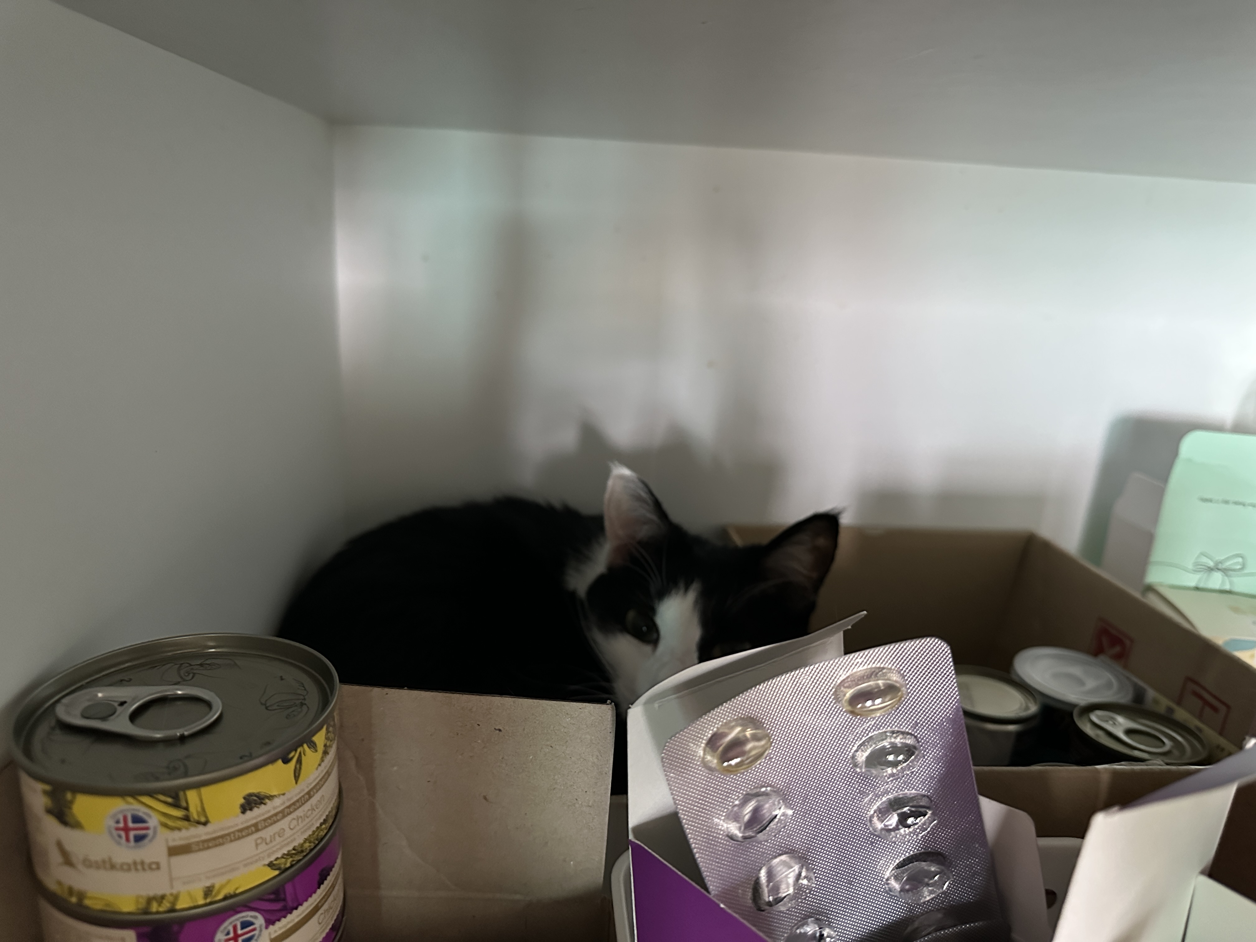 영양제_뒤에_두리_아지트