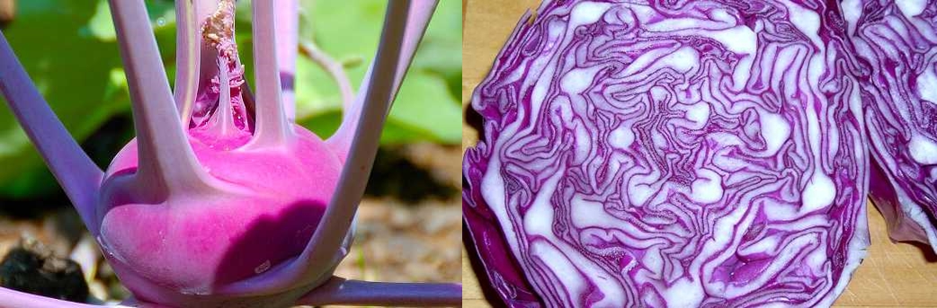 인돌3 카비놀 십자화과