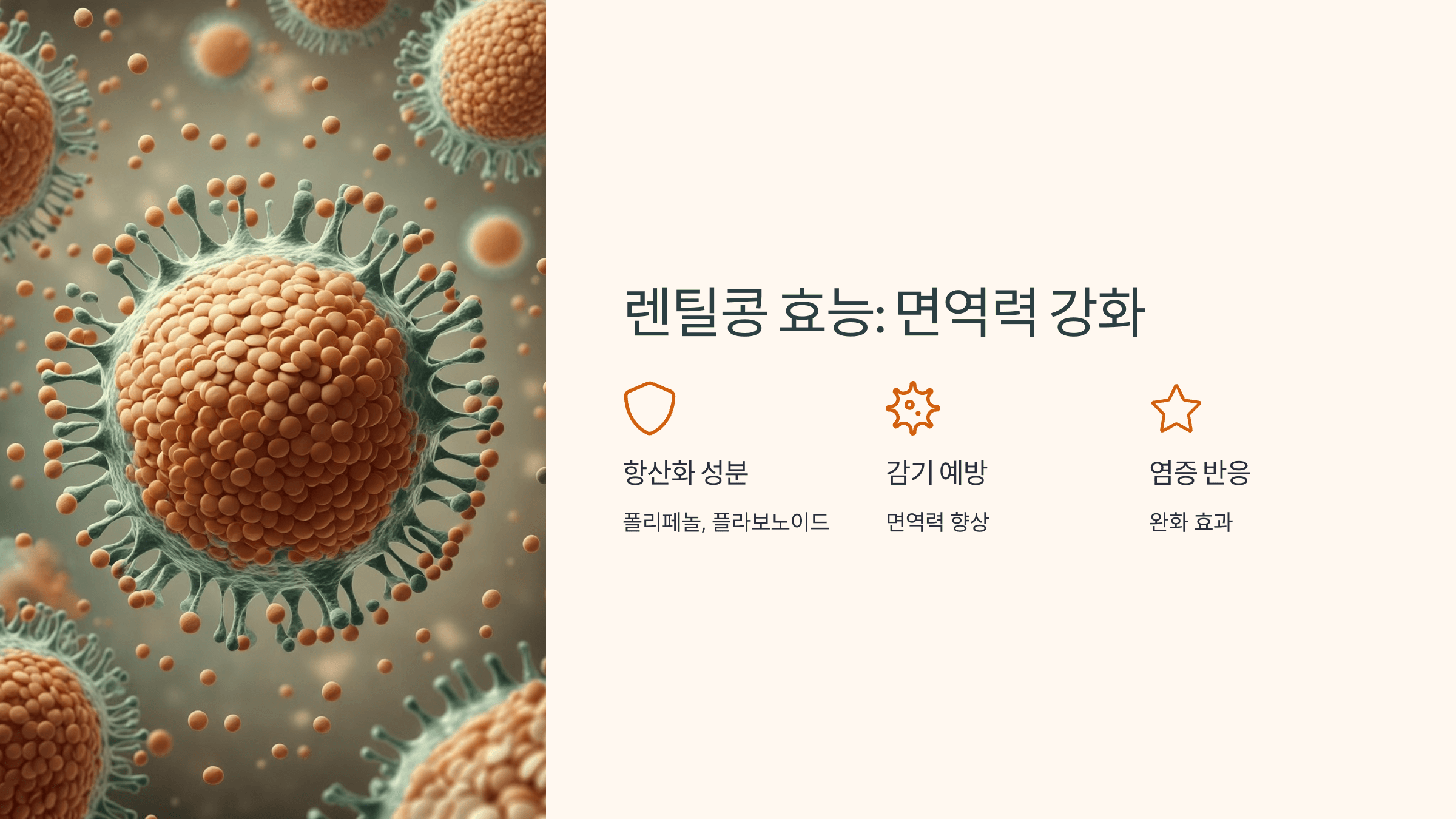 렌틸콩 사진입니다.