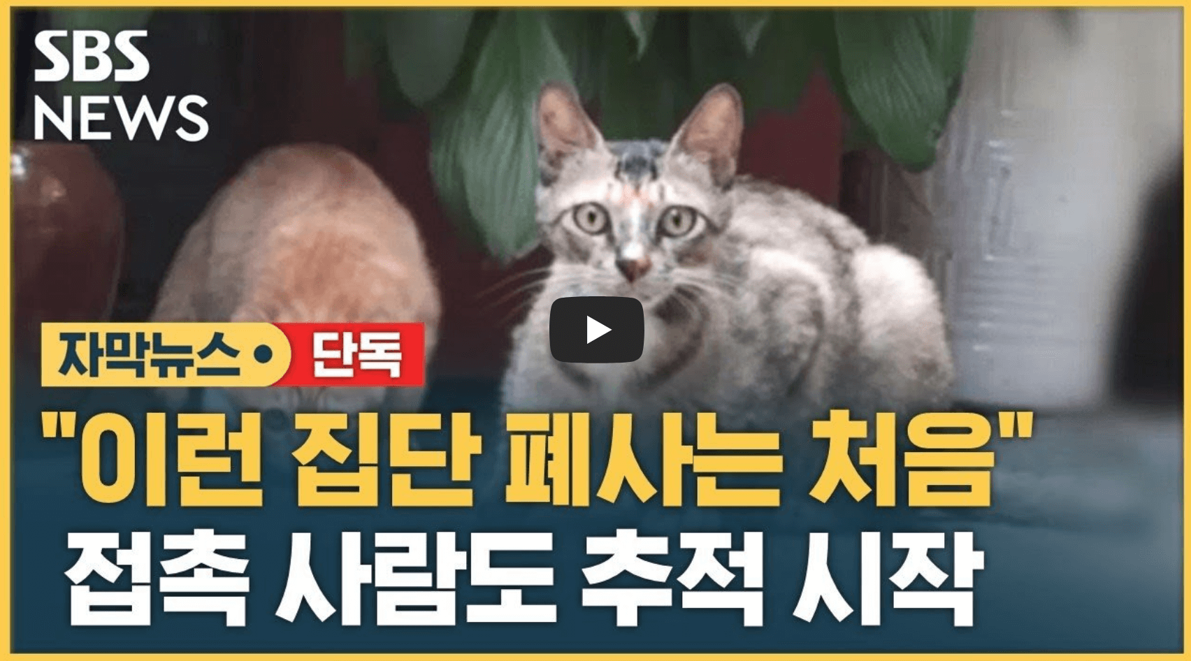 고양이 집단폐사 뉴스 영상의 섬네일