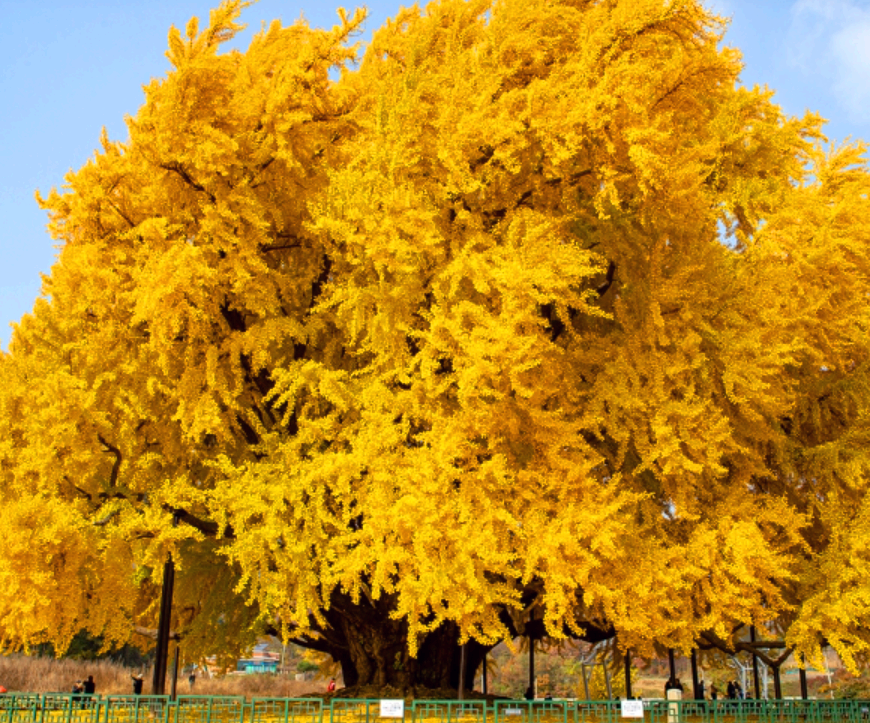 황금빛 반계리은행나무