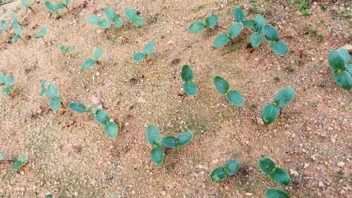 오이재배-씨앗-파종시기-모종-심는시기