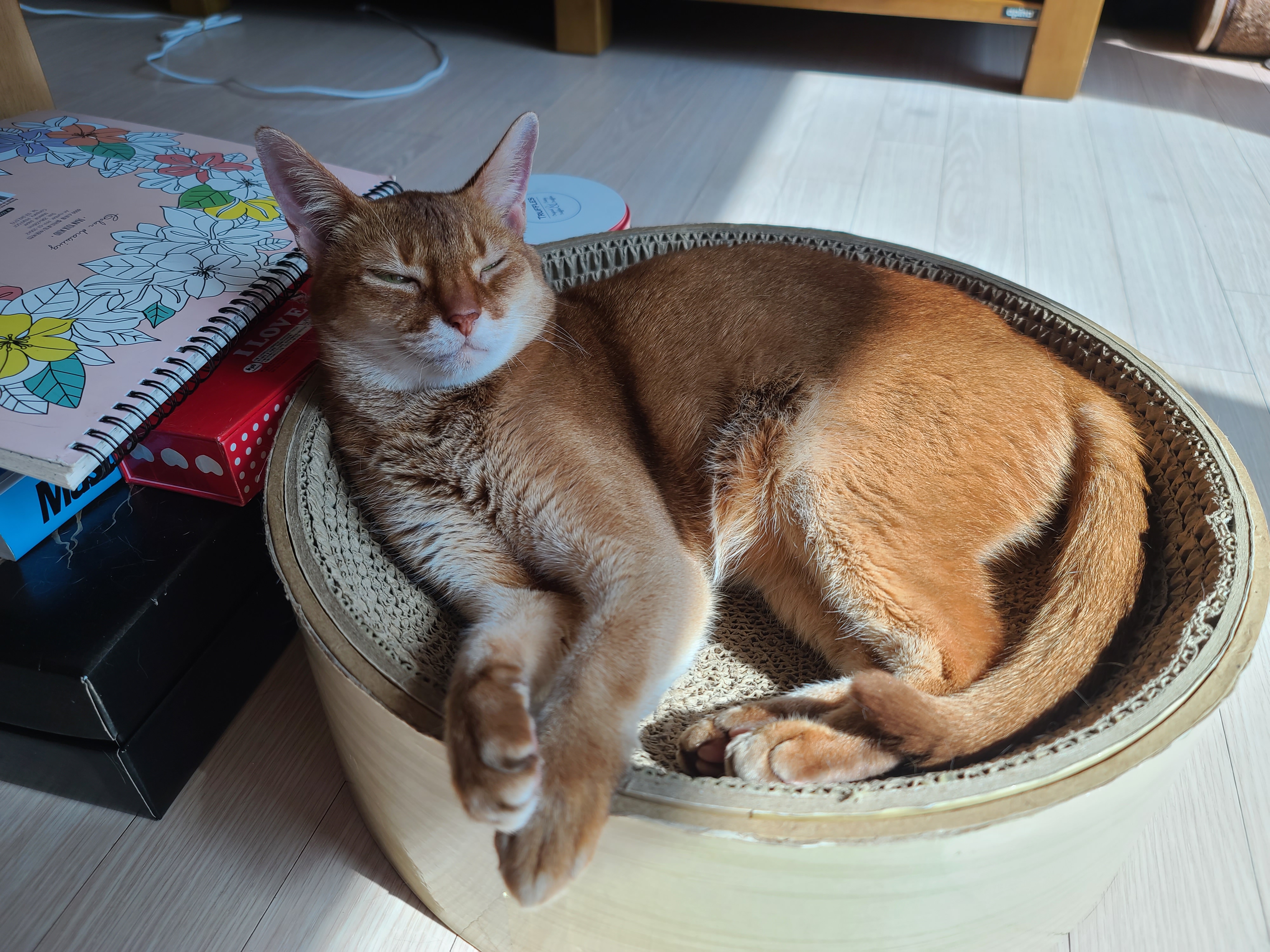 햇살 좋은날 동그라미 스크래쳐에서 느긋함을 즐기는 루나.