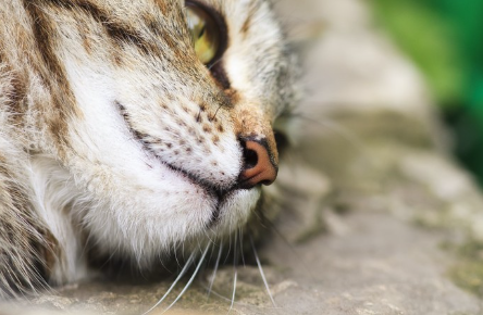 누워 있는 고양이.