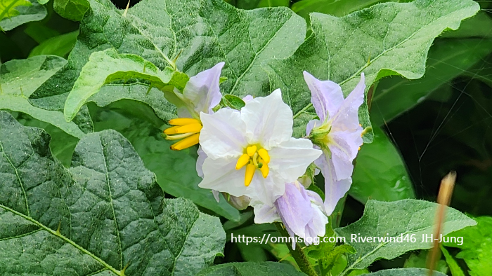 도깨비가지 Horse Nettle , Solanum carolinense L