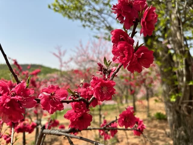 [4월 축제]서울근교 봄꽃 축제❘부천 춘덕산 복숭아꽃 축제❘복숭아꽃 개화가 절정이에요. 맛집 추천