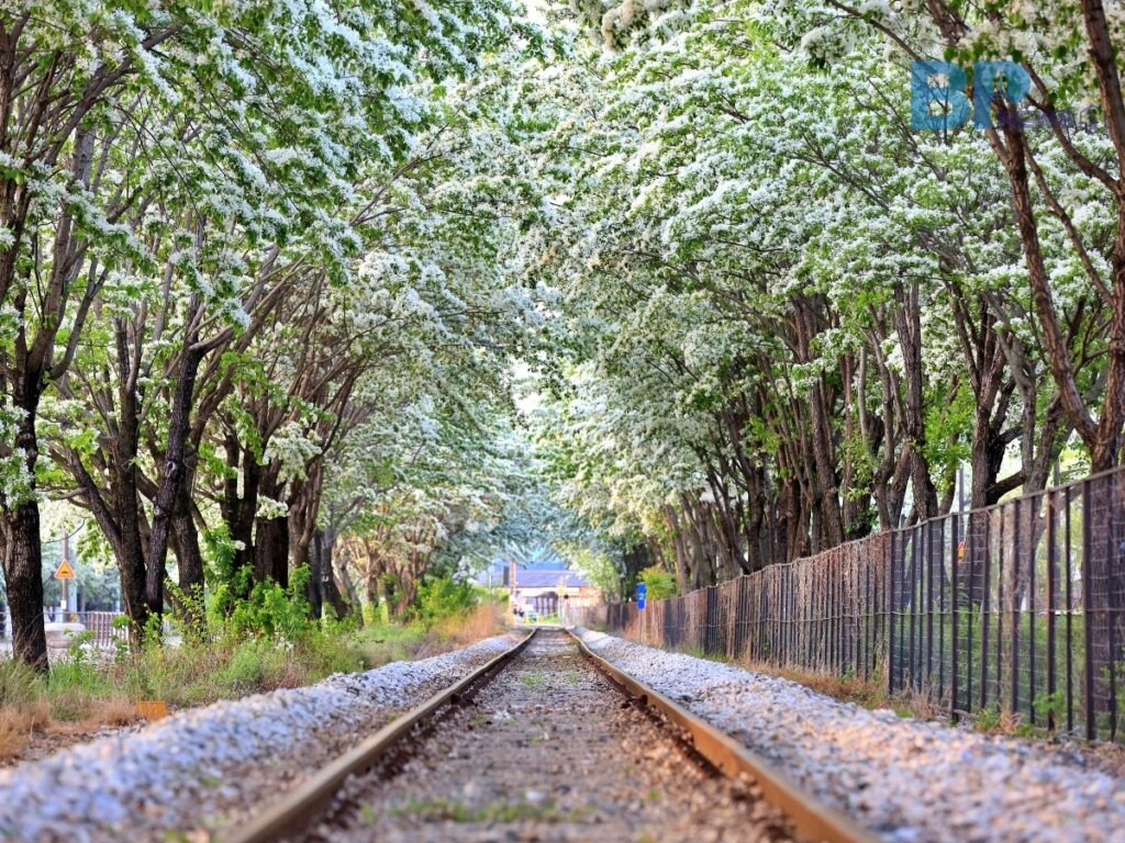 전주 팔복동 이팝나무 철길 개방! 레일 따라 걷는 감성 산책✨