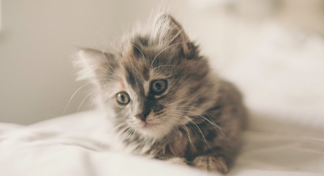 고양이에게 독이 되는 음식 관련 사진