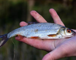 물고기 꿈해몽 풀이