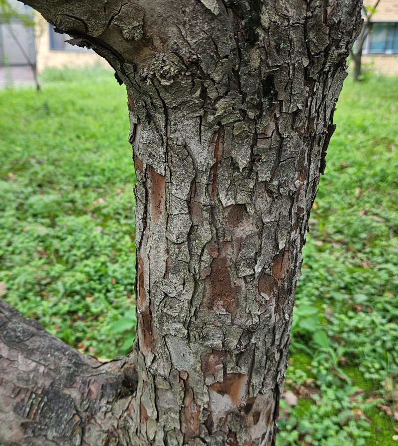 야광나무 수피2