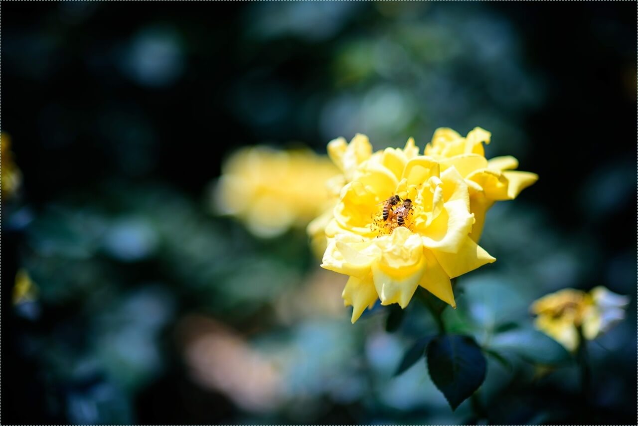 우리은행 정기예금 금리