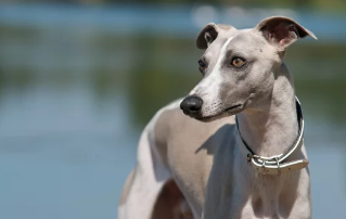 휘핏/출처:어도비스톡