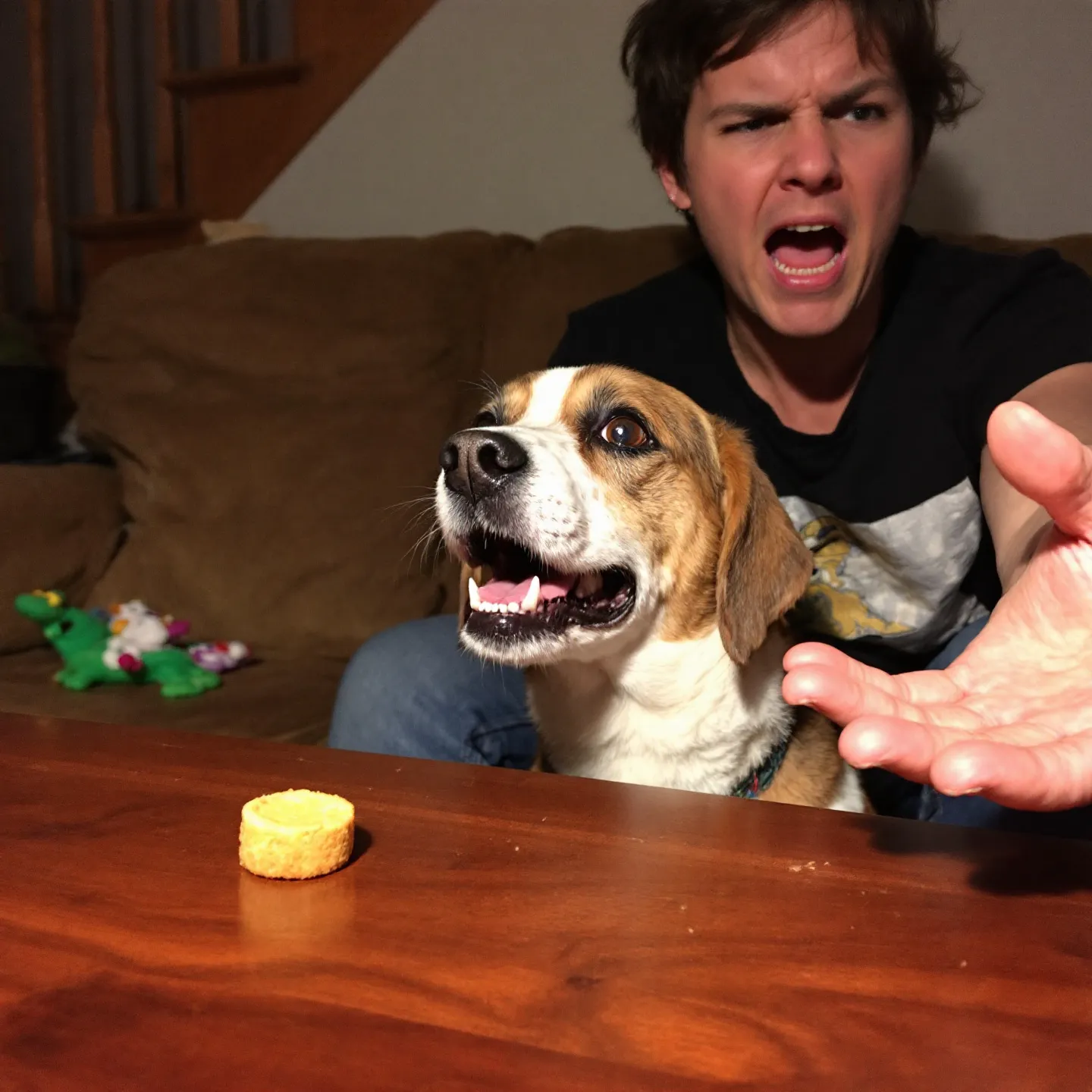 강아지가 "기다려" 명령어를 무시할 때 해결법