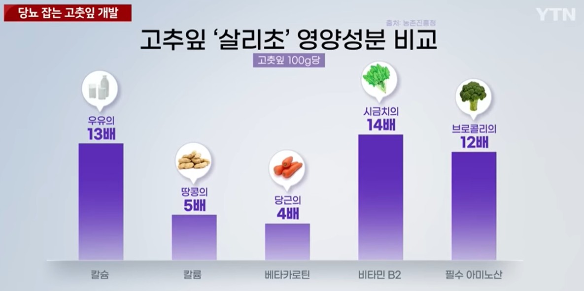 살라초 고춧잎
