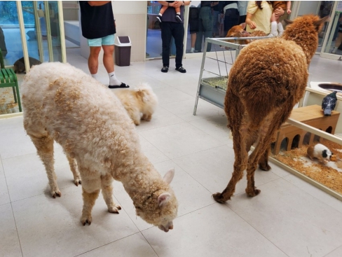 알파카·꽃사슴·개가 관람객 공간에 합사 전시