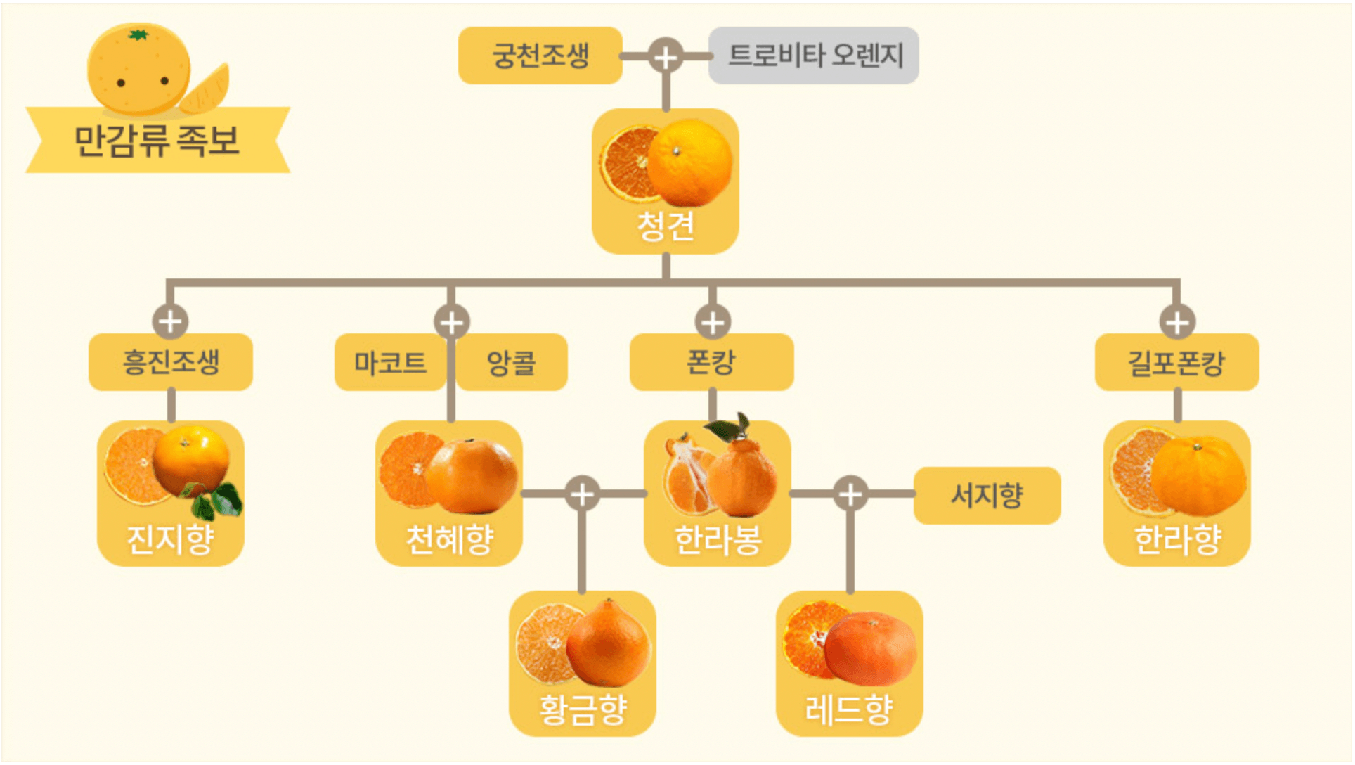 [한눈에 쏙!] 한라봉&#44; 천혜향&#44; 레드향 등 만감류의 차이점