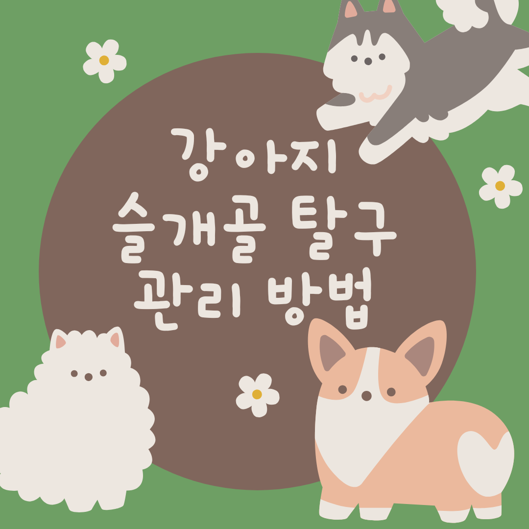 강아지 슬개골 탈구 관리 방법