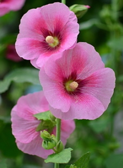 가을에 피는 꽃 종류 접시꽃